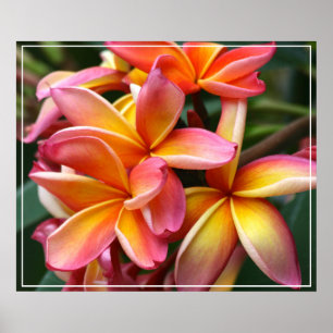 Poster-Plumeria-Blume Poster