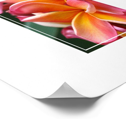 Poster-Plumeria-Blume Poster (Ecke)