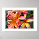 Poster-Plumeria-Blume Poster (Vorne)
