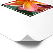 Poster-Plumeria-Blume Poster (Ecke)