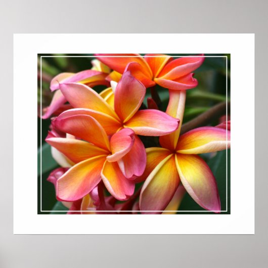 Poster-Plumeria-Blume Poster (Vorne)