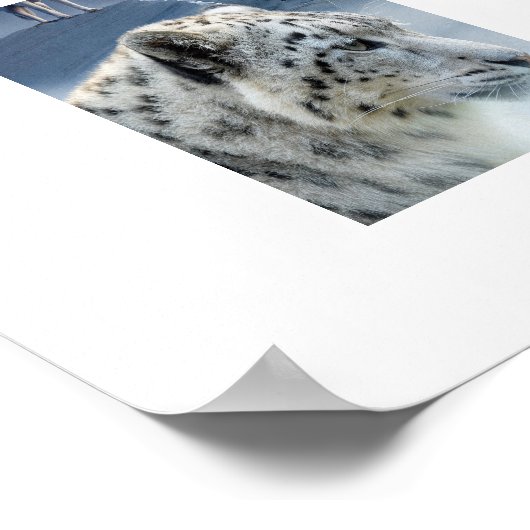 Poster-Polar-Bär-Husky-Snow Leopard Poster (Ecke)