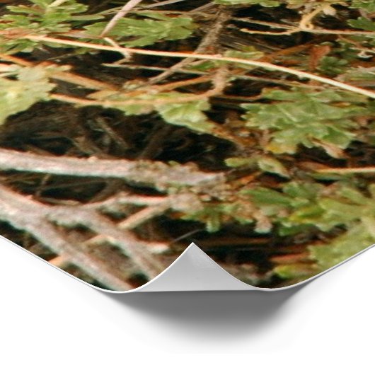 Poster "Prickly Pear Cactus Blume" (Ecke)