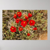 Poster "Prickly Pear Cactus Blume" (Vorne)