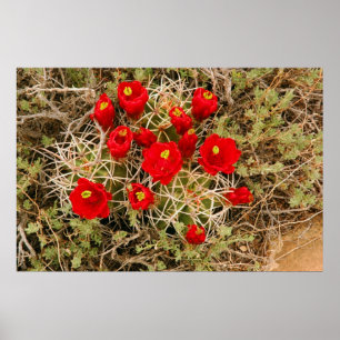 Poster "Prickly Pear Cactus Blume"
