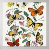Poster Print Butterfly Vintag Illustration (Vorne)