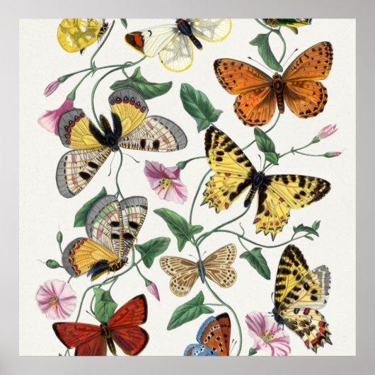 Poster Print Butterfly Vintag Illustration (Vorne)