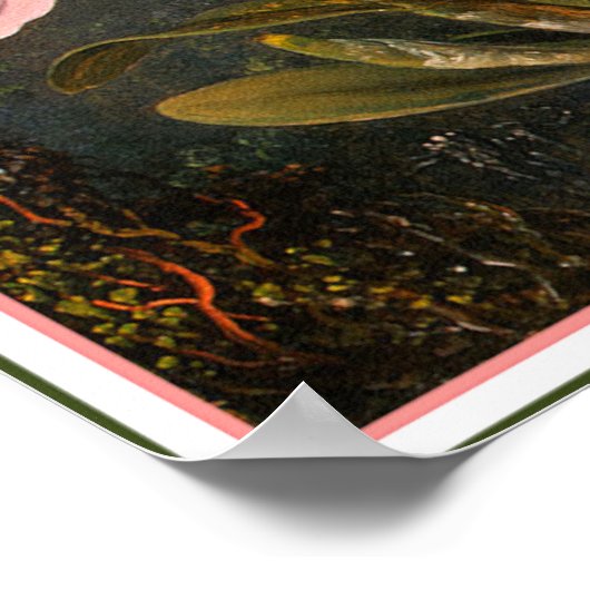 Poster/Print: Cattleya Orchid & Three Hummingbirds Poster (Ecke)