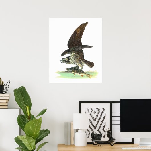 Poster/Print: Osprey - John Audubon Poster (Heimbüro)