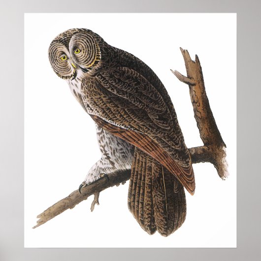 Poster/Prints: Audubon - Great Gray Owl Poster (Vorne)