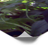 Poster Red Blume (Ecke)