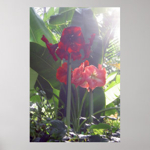 Poster Red Blume