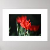 Poster Red Tulips (Vorne)