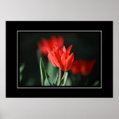 Poster Red Tulips (Vorne)