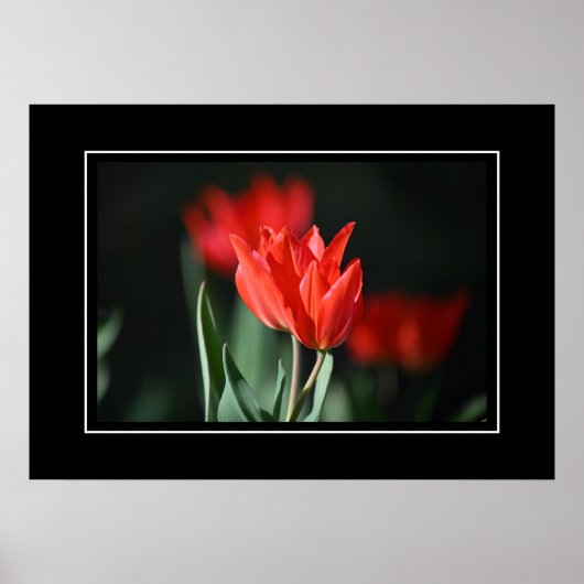 Poster Red Tulips (Vorne)