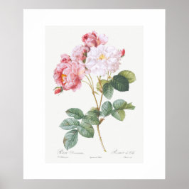 POSTER: REDOUTÉ : PINK ROSEBUSH POSTER