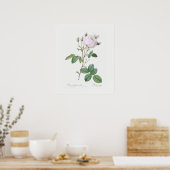 POSTER: REDOUTÉ : WEISSE CABBAGE-ROSE POSTER (Küche)