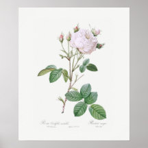 POSTER: REDOUTÉ : WEISSE CABBAGE-ROSE