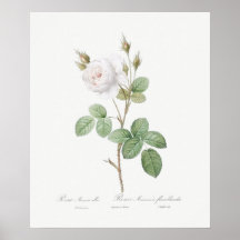 POSTER: REDOUTÉ : WEISSE MOSS-ROSE