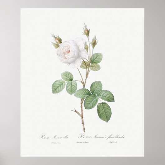 POSTER: REDOUTÉ : WEISSE MOSS-ROSE POSTER (Vorne)
