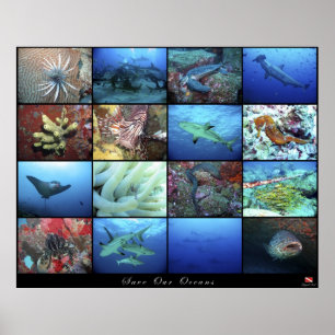 Poster Rettete unsere Ozeane