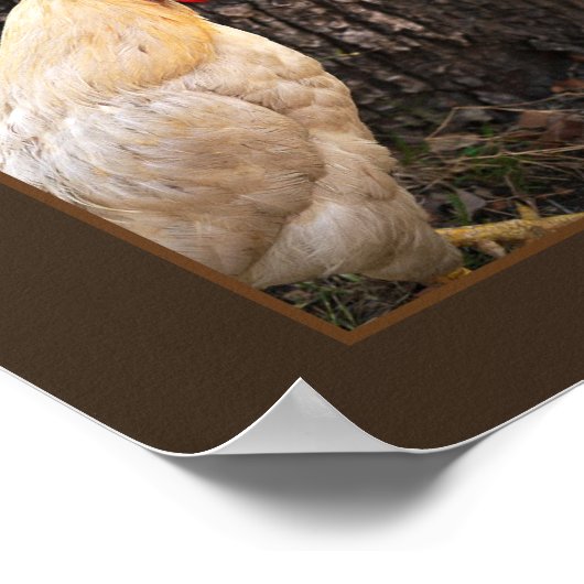 Poster-Rhode Island White Rooster Poster (Ecke)