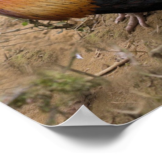 POSTER Roosters (Ecke)