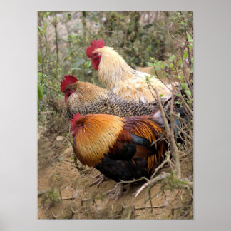 POSTER Roosters