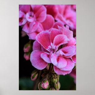 Poster Rosa Geranienblüten Fotografie