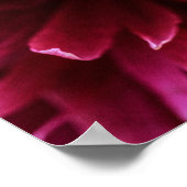 Poster Rosa Pfingstrosenblütenblätter (Ecke)