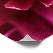 Poster Rosa Pfingstrosenblütenblätter (Ecke)