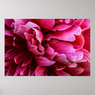 Poster Rosa Pfingstrosenblütenblätter