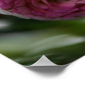 Poster Rosa Rosen - Errötendes Duett (Ecke)