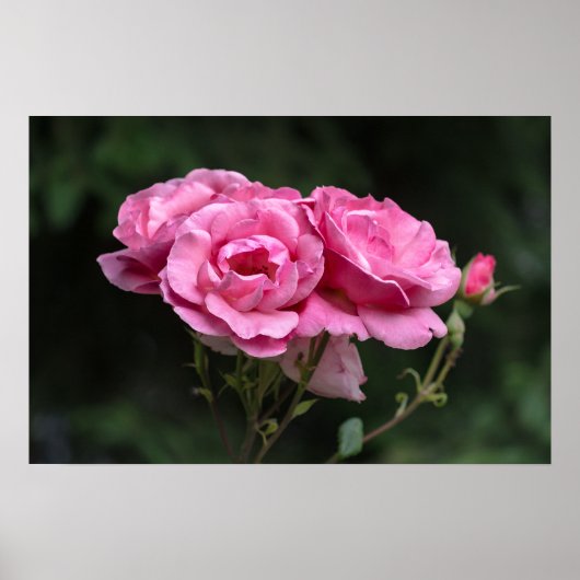Poster Rosa Rosen Fotografie (Vorne)