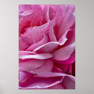 Poster Rosa Rosenblüten und Tautropfen