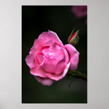 Poster Rose Florale Naturfotografie