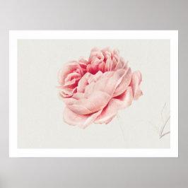 POSTER: ROSE: GEORGIUS J. JOHANNES VAN OS POSTER