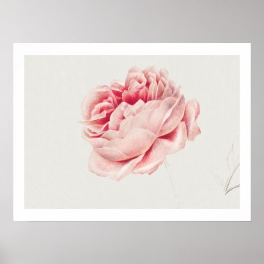 POSTER: ROSE: GEORGIUS J. JOHANNES VAN OS POSTER (Vorne)