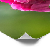 Poster Rose - Magenta Grace (Ecke)