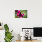Poster Rose - Magenta Grace (Heimbüro)