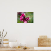 Poster Rose - Magenta Grace (Küche)