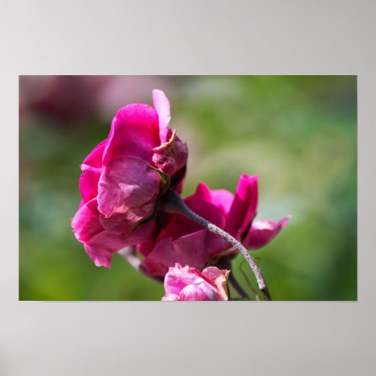 Poster Rose - Magenta Grace (Vorne)