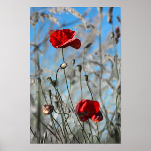 Poster Rote Mohnblume - Himmelwärts blühend