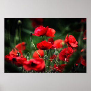 Poster Rote Mohnblumen in der Naturfotografie
