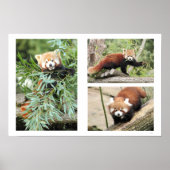 Poster. Rote Panda Poster (Vorne)