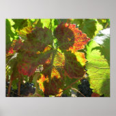Poster - Rotes Weinblatt (Vorne)