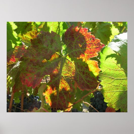 Poster - Rotes Weinblatt (Vorne)