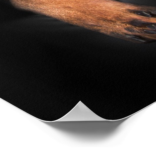 Poster Rottweiler (Ecke)