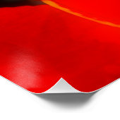 Poster Royal Poinciana (Ecke)