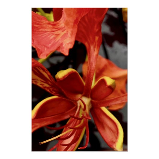 Poster Royal Poinciana (Vorderseite)